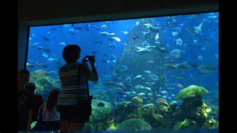 Tennessee Aquarium | Tennessee Crossroads | NPT