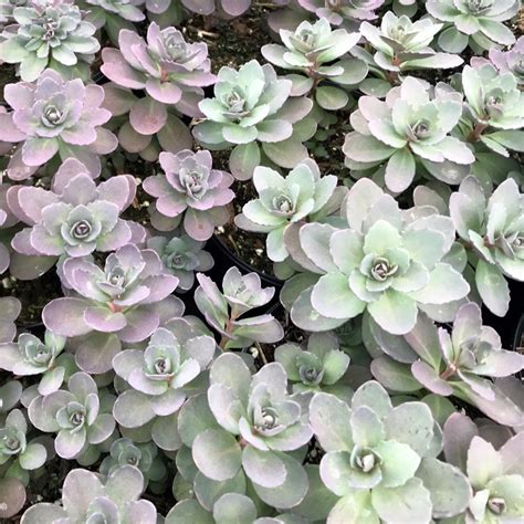 Sedum Plum Dazzled Stonecrop Cavano S Perennials