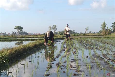 Kementan Maksimalkan Modernisasi Irigasi Untuk Swasembada Pangan