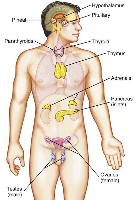 Nursing Assessment Endocrine System Nurse Key