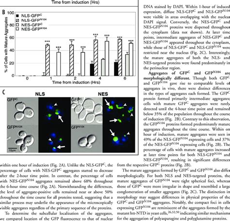 The Gfp C And Gfp N Proteins Form Morphologically Distinct