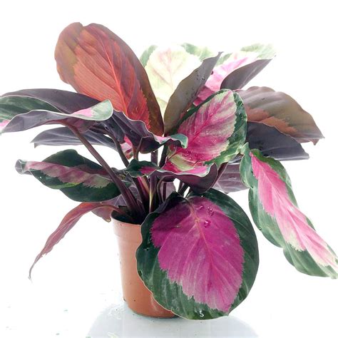 Calathea pink – Green Chapter