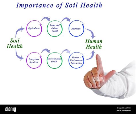 Importance Of Soil Health Stock Photo Alamy