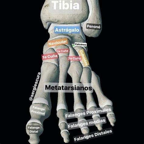 Huesos Del Pie Anatomia Humana Musculos Anatomia Y Fisiologia Humana