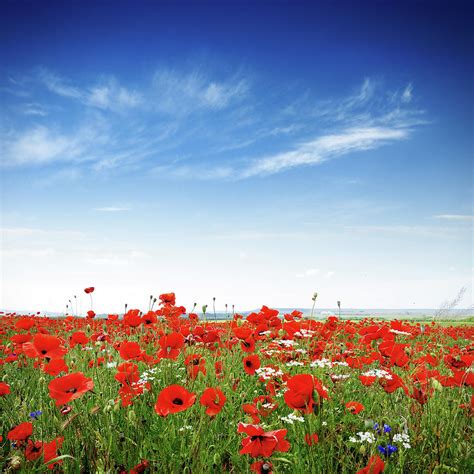 Poppies On A Bright Sunny Day by Alxpin