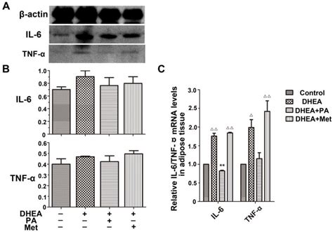 Effect Of Pachymic Acid Pa On Adipose Tissue Levels Of Il And Tnf