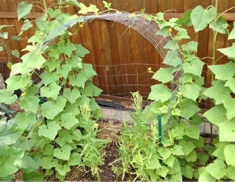 20 Best Ideas Of Easy Low Budget Diy Squash Arch Designs For Your Garden Moolton Squash