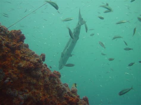 Peces Barracuda Sphyraena Barracuda Dsc Invemar Banco De