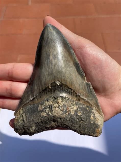 M Galodon Dent Carcharocles Megalodon Catawiki