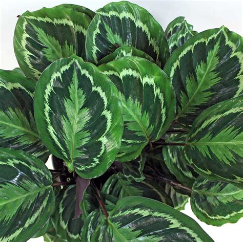 Calathea Medallion Online | Buy Calathea Roseopicta 'Medallion ...