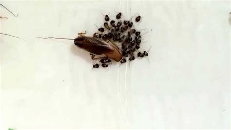 How To Get Rid Of Baby Roaches In The Kitchen | Wow Blog