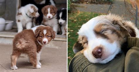 Are Australian Shepherds Snuggly