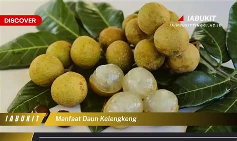 Kamu Wajib Tahu Manfaat Daun Kelengkeng Yang Jarang Diketahui