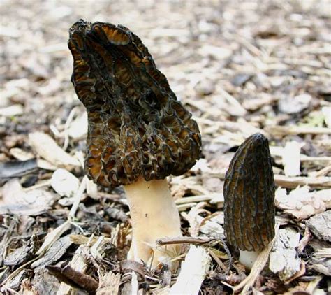 Morchella Elata Black Morel Identification