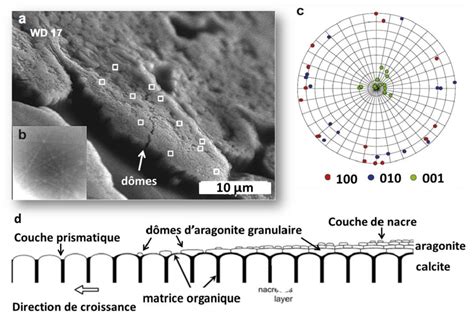 Pinctada fucata diffraction EBSD pour caractériser la nucléation de la