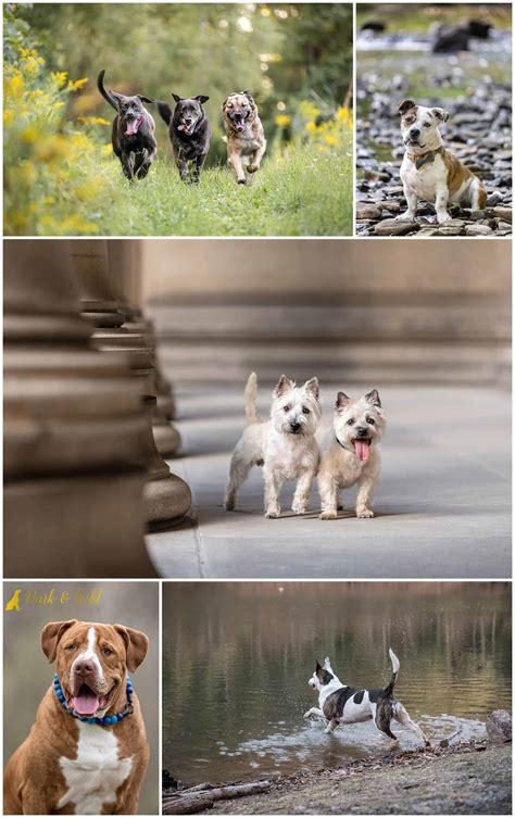 Bulldog Shih Tzu Mix Bullshit