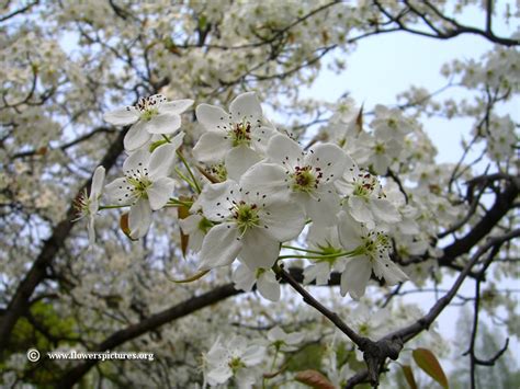 Pear Tree Blossom Picture