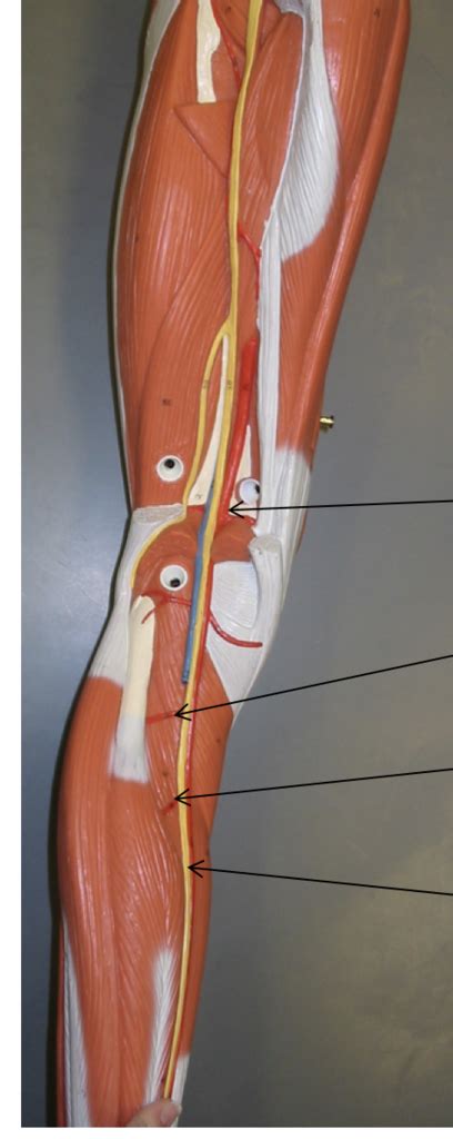 Leg Diagram Quizlet