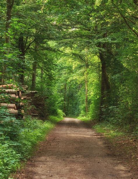 Scenic Pathway Surrounded By Lush Green Trees And Greenery In Nature In