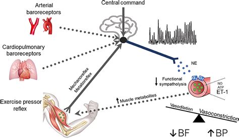 Frontiers Neurovascular Dysregulation During Exercise In Type Diabetes