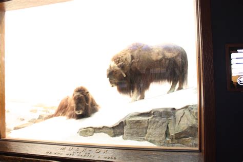 The Musk Ox Taken At The American Museum Of Natural Histor Flickr