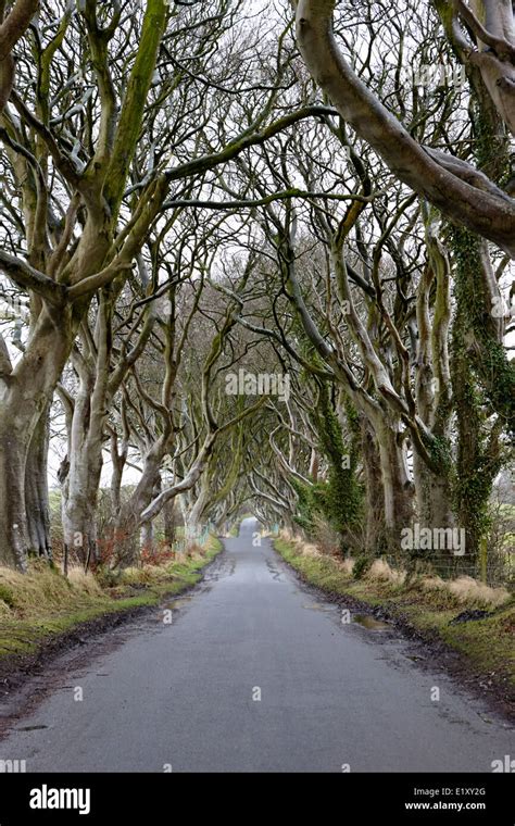 The Dark Hedges Beech Tree Avenue In Winter Game Of Thrones Kings Road