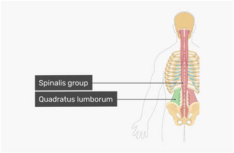 Spine Lateral Flexion Muscles, HD Png Download - kindpng