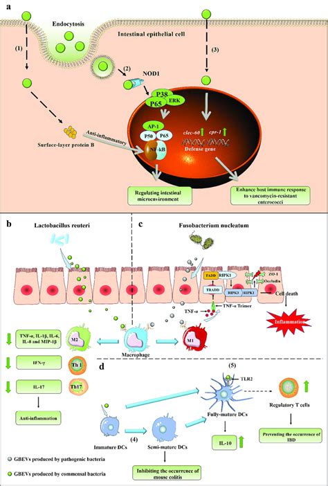 A GBEVs Mediate Communication Cross Talk Between Gut Bacteria And