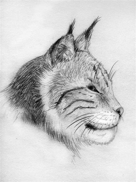 Lynx Portrait - Sketch Royalty Free Stock Image - Image: 13306046