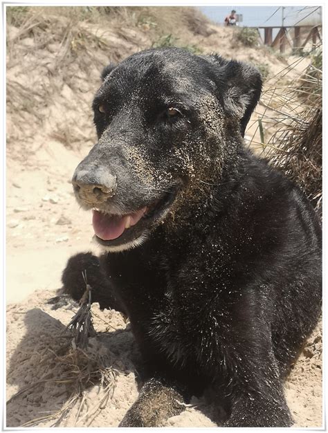 Coprofagia en perros Por qué mi perro come heces