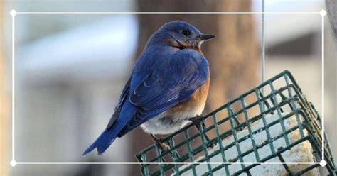 What Do Bluebirds Eat in the Winter? 5 Top Foods to Offer