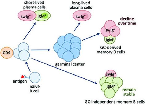 Literature Watch Implications For Transplantation American Journal Of Transplantation