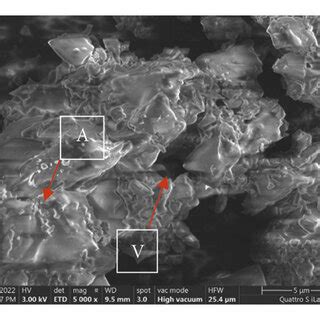 Scanning electron microscopy (SEM) images with 5000x magnification of ... 