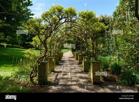 Trumpet Vine Archway Ventnor Botanic Gardens Isle Of Wight Uk Stock