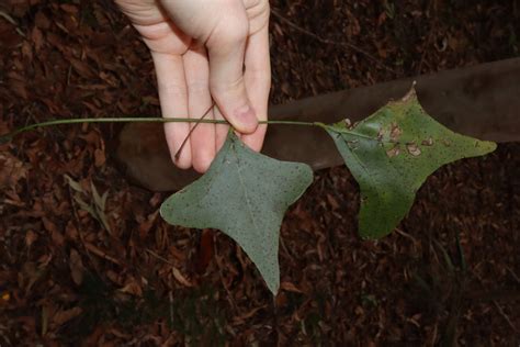 Bat S Wing Coral Tree From Herberton QLD 4887 Australia On May 22