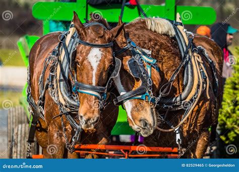 Holiday Draft Horses Wagon Stock Photos Free And Royalty Free Stock