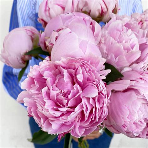 Pivoine Rose Tendre Livraison Fleurs