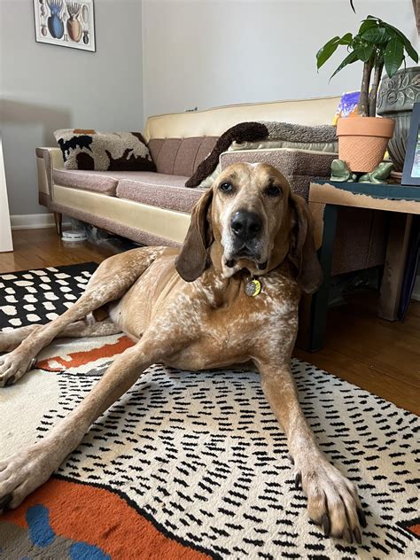 Our redtick coonhound Trout : r/coonhounds