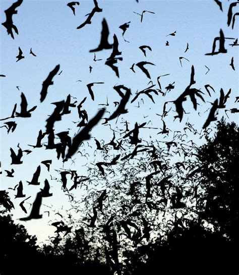 N.S. keeps location of 'very significant' bat colony secret | CTV News