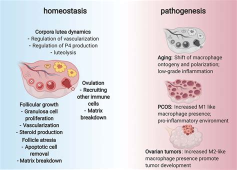 Roles Of Macrophages In Ovarian Health Ovarian Macrophages Are An