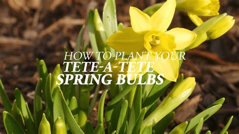 How To Plant Your Daffodil Tete A Tete Spring Bulbs Youtube