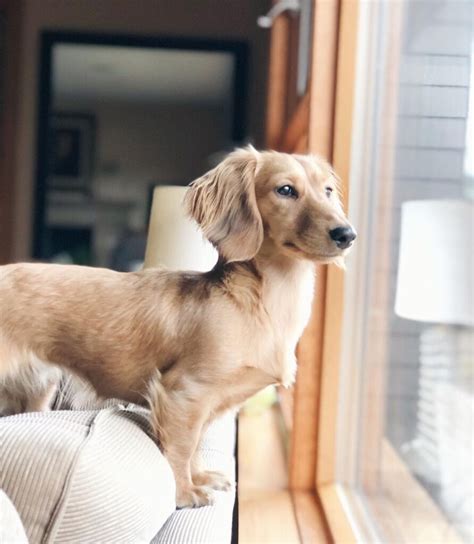 Why English Cream Dachshunds Have Captured The Hearts Of Dog Lovers