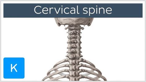 Cervical Spine Diagram