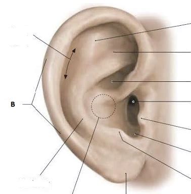 04 18 The Auricular Region Flashcards Quizlet