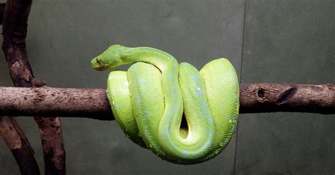 Green tree python (Toronto Zoo) : r/snakes