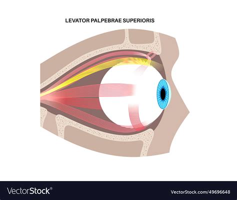 Extraocular Muscles Anatomy Royalty Free Vector Image