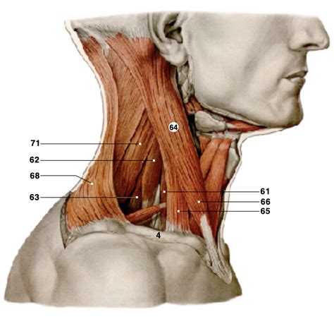 Muscles Neck Lateral Diagram Quizlet