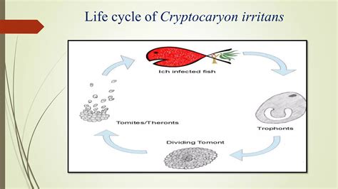 Life Cycle Of Protozoan Parasites Ppt