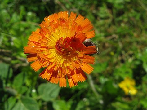 Orange Rotes Habichtskraut Gew Hnliches Orangerotes Habich Flickr