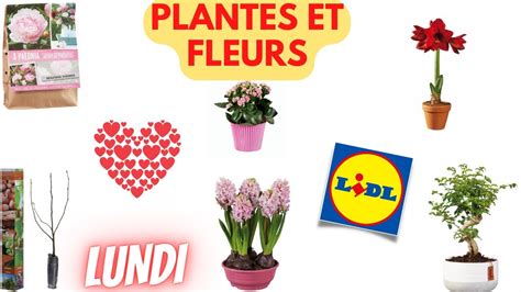 Arrivage Lidl Plantes Et Fleurs F Vrier Offres